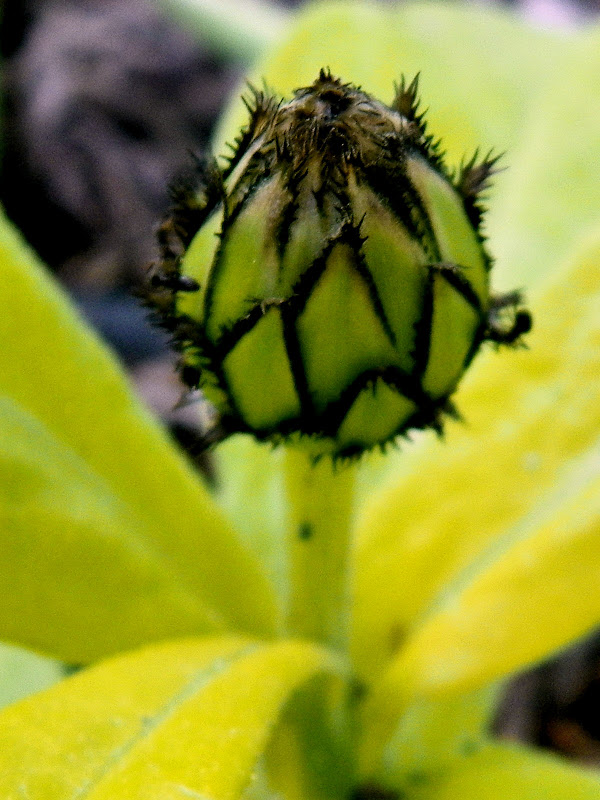 Pawgang's roses and weatherrollercoaster my blue coneflower